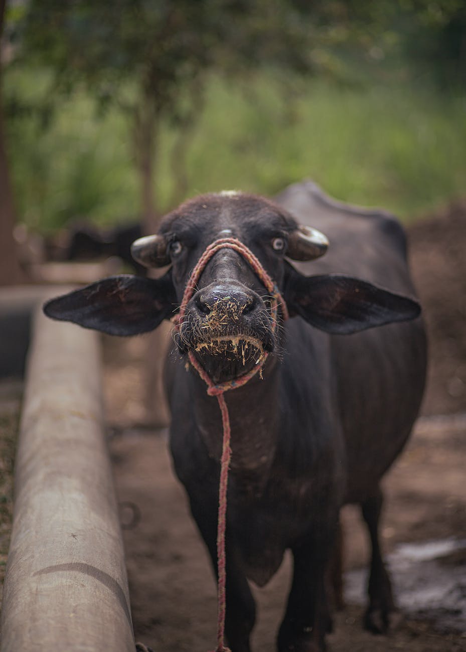 close up shot of a black buffalo
