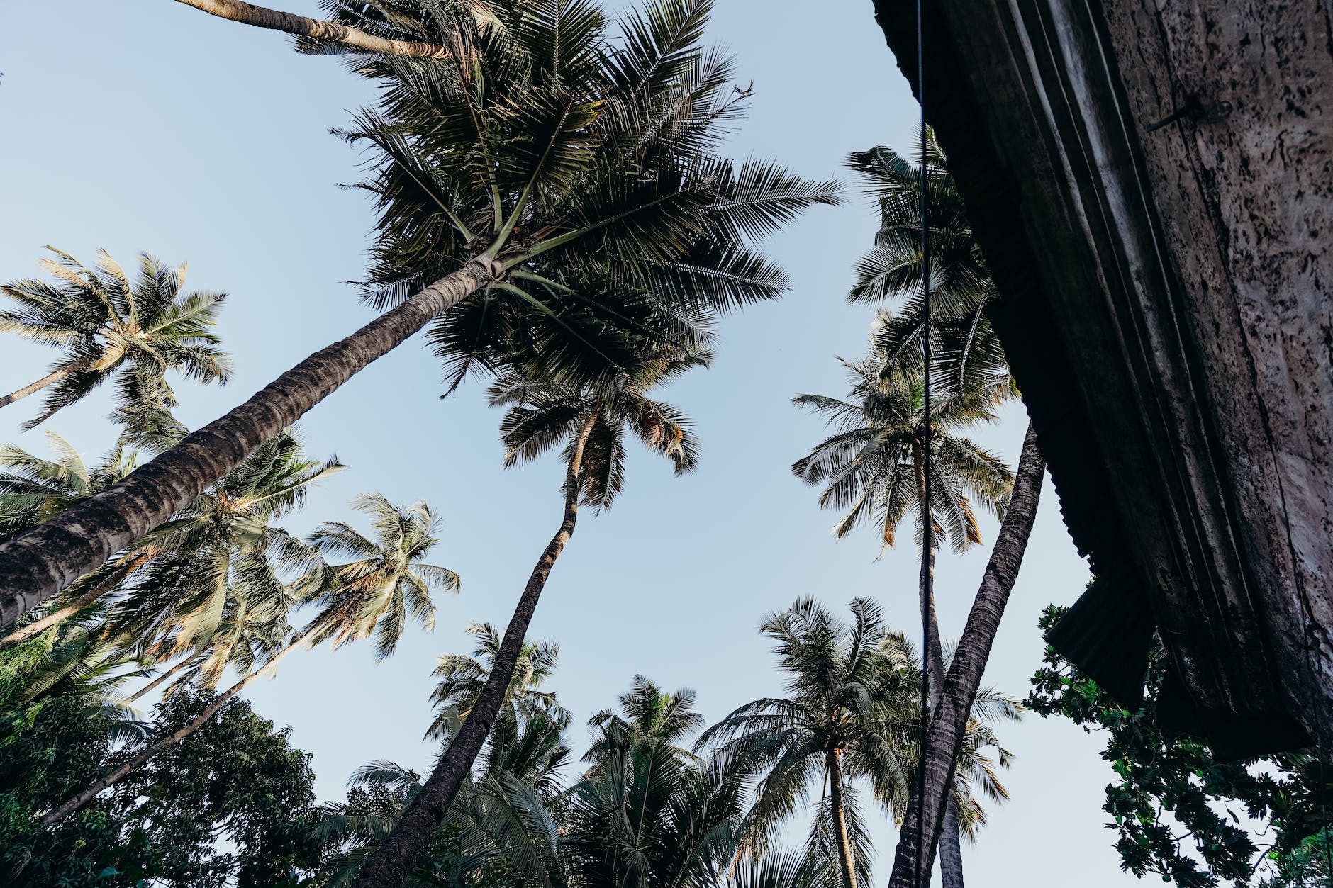 green palm tree under blue sky